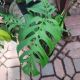 PHILODENDRON MONSTERA 10