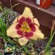 HEMEROCALLIS ALAQUA #1