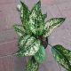 AGLAONEMA 6