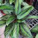 CALATHEA 4