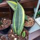 SNAKE PLANT 5