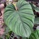 PHILODENDRON 6