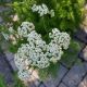 ACHILLEA MILLEFOLIUM #1