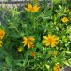 COREOPSIS SUNSHINE SUPERMAN #1