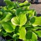 HOSTA FRAGRANT BOUQUET #1