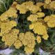 ACHILLEA FIREFLY SUNSHINE #1.5