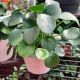 PILEA 4