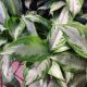 AGLAONEMA 6