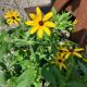 RUDBECKIA HIRTA #1