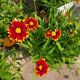 COREOPSIS UPTICK RED #1