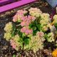 SEDUM NEON #1