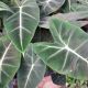 ALOCASIA 4