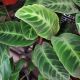 CALATHEA 6