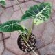 ALOCASIA 6