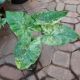 ALOCASIA 6