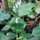 PHILODENDRON 6