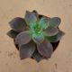 GRAPTOSEDUM 2