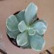 ECHEVERIA 4