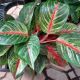 AGLAONEMA 6