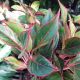 AGLAONEMA 8