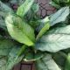 AGLAONEMA 8