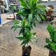 DRACAENA 10