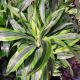 DRACAENA 10