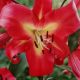 BULB LILY  TRUMPET EMPOLI