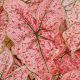 BULB CALADIUM SPLASH OF WINE