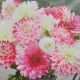 BULB DAHLIA ROMANTIC BLEND