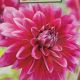 BULB DAHLIA LE BARON