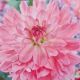 BULB DAHLIA GARDEN SENSATION