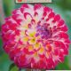 BULB DAHLIA HAPET DAYDREAM