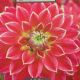 BULB DAHLIA MISTER OPTIMIST