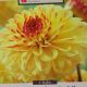 BULB DAHLIA SUNNY BOY