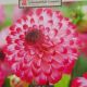 BULB DAHLIA LITTLE ROBERT