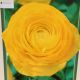 BULB RANUNCULUS AVIV YELLOW