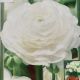 BULB RANUNCULUS AVIV WHITE